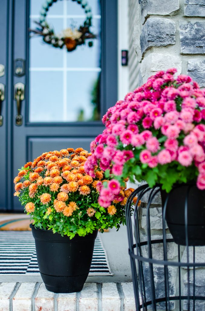 Orange and Pink Mums